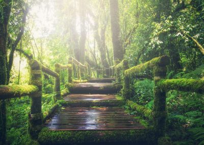 Chemin en bois en pleine forêt tropicale