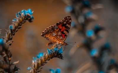 Transformation intérieure, un chemin de conscience