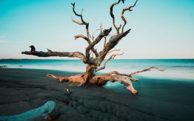 Les esprits des plantes, une spiritualité de la nature