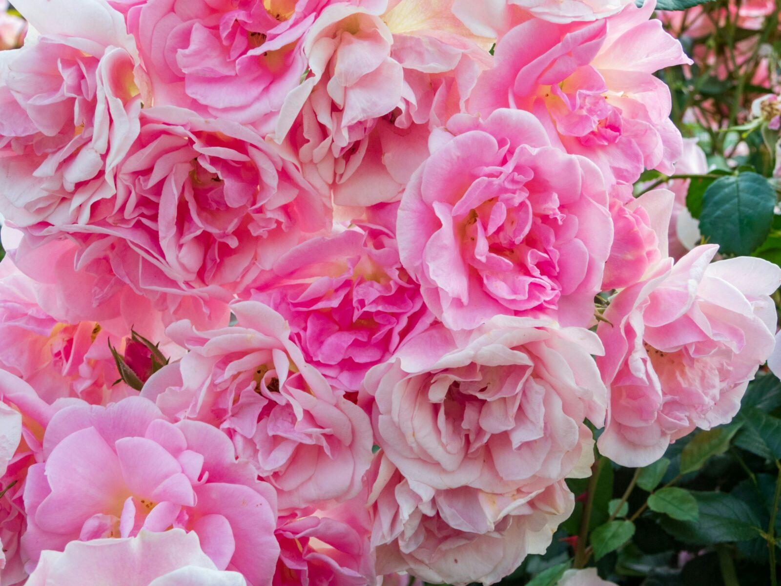 Médecine des roses