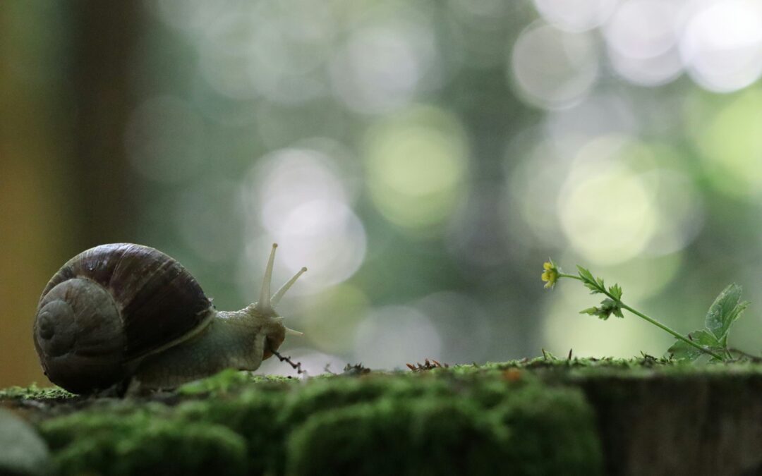slow life
