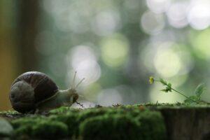 slow life