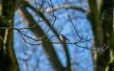 Accepter la perte : chemin de détachement et de renaissance intérieure